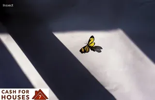 small black bugs in bed