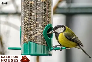 tiny black bugs on bed